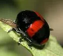 Urodera crucifera