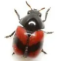 Urodera crucifera - photo 2