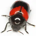 Urodera crucifera - photo 3