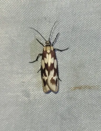 Urodus cumulata
