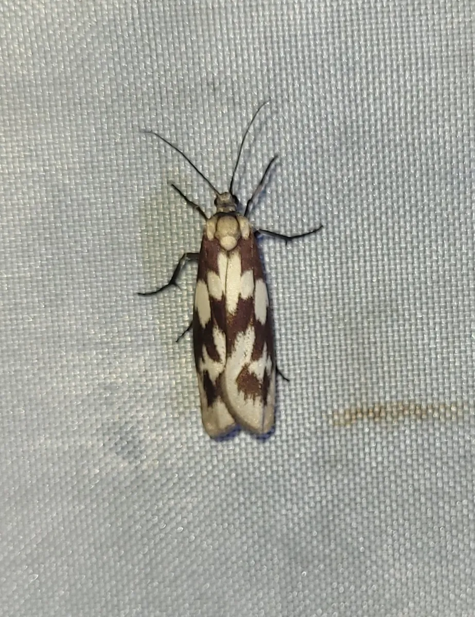Urodus cumulata - photo 3