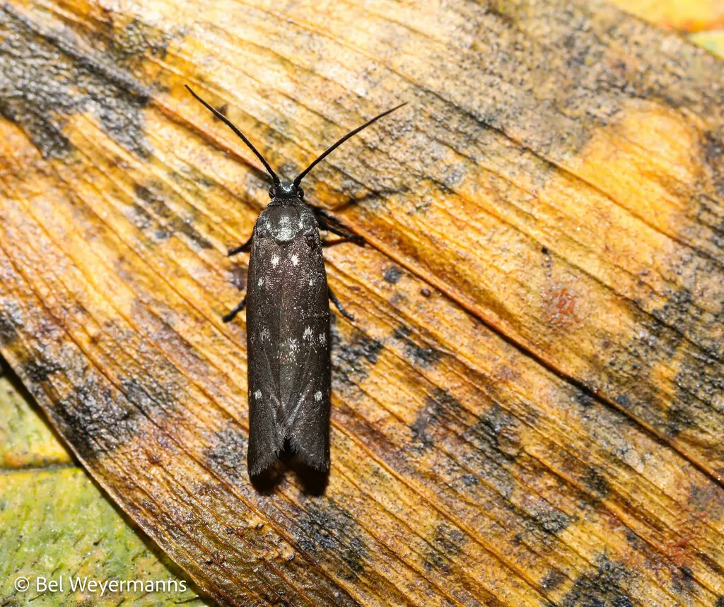 Urodus hexacentris