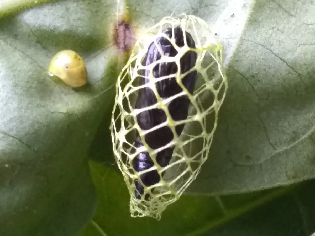 Urodus mirella - photo 3