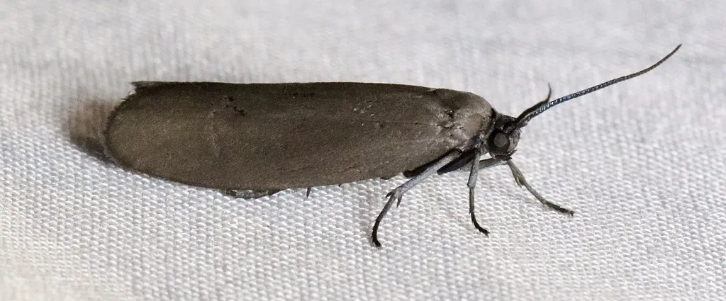 Bumelia Webworm Moth - Hodges#2415