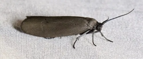 Bumelia Webworm Moth - Hodges#2415 - photo 2