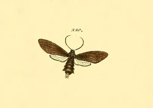 Urodus xylophila