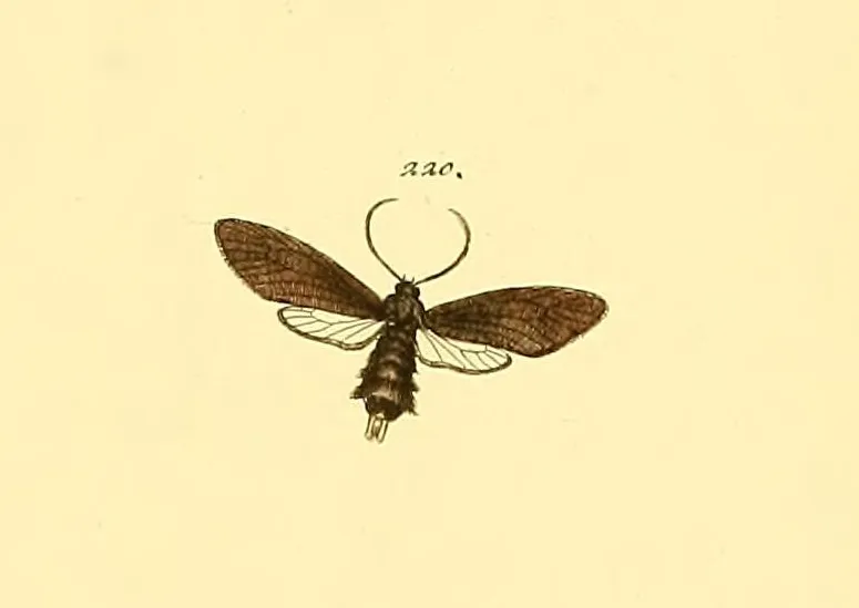 Urodus xylophila - photo 2