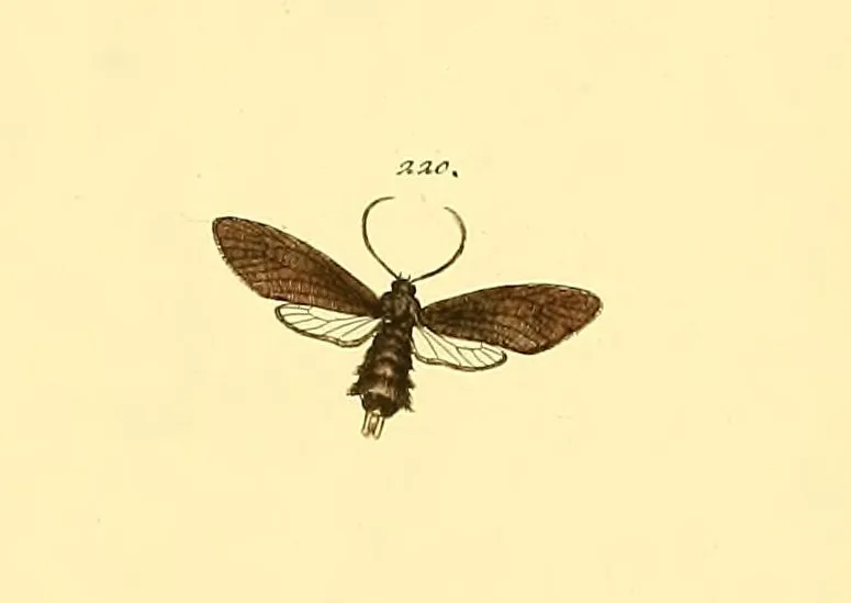 Urodus xylophila - photo 3