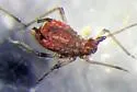 Red Yarrow Aphid