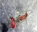Red Yarrow Aphid - photo 2