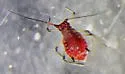 Red Yarrow Aphid - photo 3