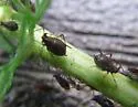 Red Yarrow Aphid - photo 4