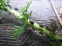 Red Yarrow Aphid - photo 5