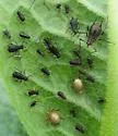 Brown Ambrosia Aphid