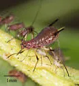 Brown Ambrosia Aphid - photo 3