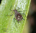 Brown Ambrosia Aphid - photo 4