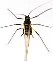 Brown Ambrosia Aphid - photo 5