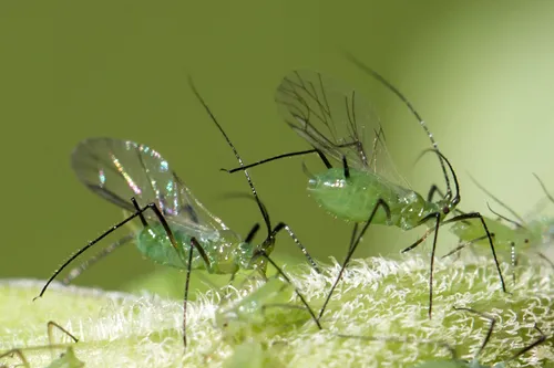 Northern Green Goldenrod Aphid