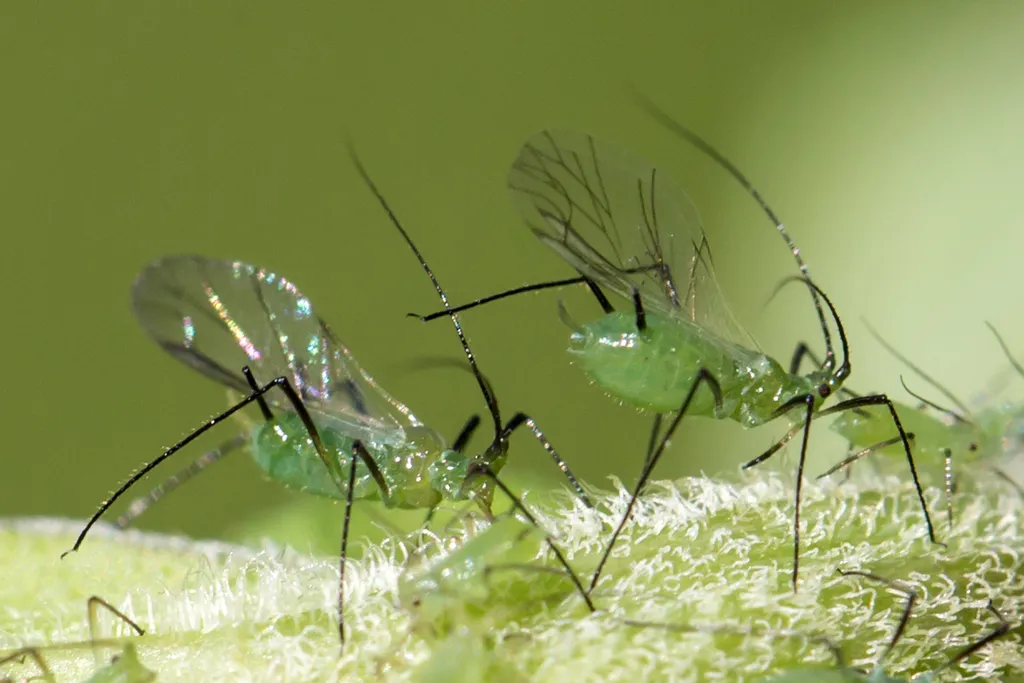 Northern Green Goldenrod Aphid - photo 2