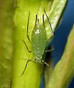 Uroleucon erigeronense - photo 3