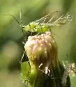 Uroleucon erigeronense - photo 4