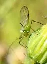 Uroleucon erigeronense - photo 5
