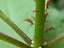 Uroleucon eupatoricolens