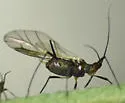 Uroleucon eupatoricolens - photo 4