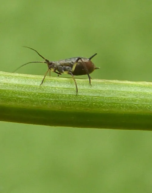 Uroleucon hypochoeridis - photo 2