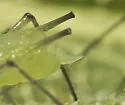 Uroleucon luteolum - photo 3