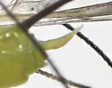 Uroleucon luteolum - photo 5
