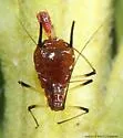 Red Goldenrod Aphid