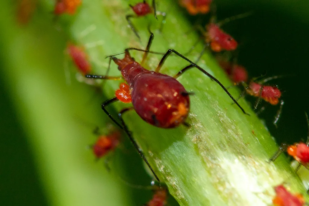 Uroleucon obscuricaudatum - photo 2