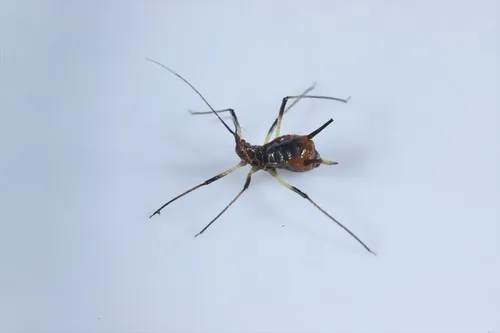 Uroleucon pseudambrosiae