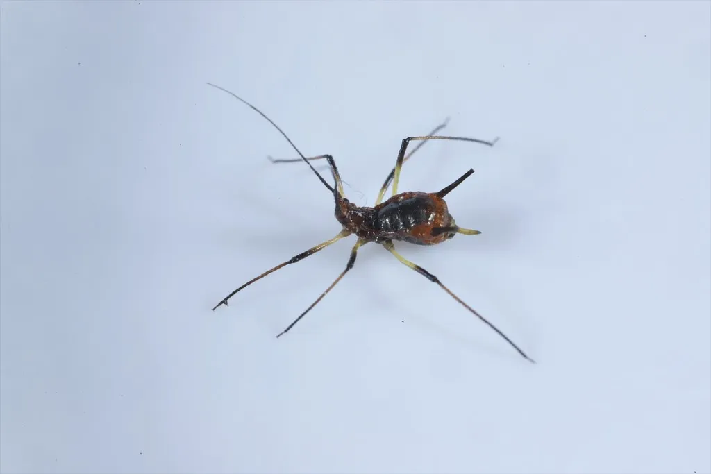 Uroleucon pseudambrosiae - photo 2
