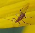 Goldenglow Aphid - Uroleucon rudbeckiae