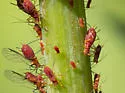 Goldenglow Aphid - photo 2