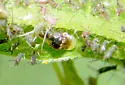 Northern Wingstem Aphid - photo 2