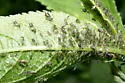 Northern Wingstem Aphid - photo 3