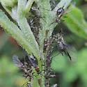 Northern Wingstem Aphid - photo 4