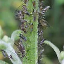 Northern Wingstem Aphid - photo 5