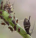 Uroleucon sonchellum