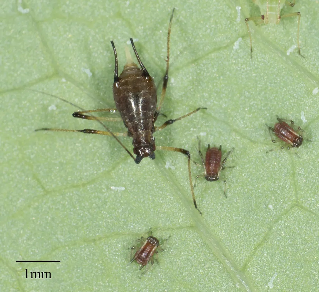 Uroleucon sonchi - photo 2