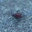 Bronze-brown Dandelion Aphid
