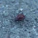 Bronze-brown Dandelion Aphid - photo 2
