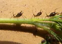 Uroleucon tuataiae