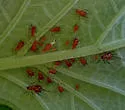 Bicolored Frostweed Aphid - photo 2