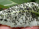 Bicolored Frostweed Aphid - photo 3