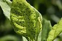 Bicolored Frostweed Aphid - photo 4