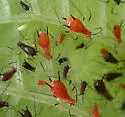 Bicolored Frostweed Aphid - photo 5